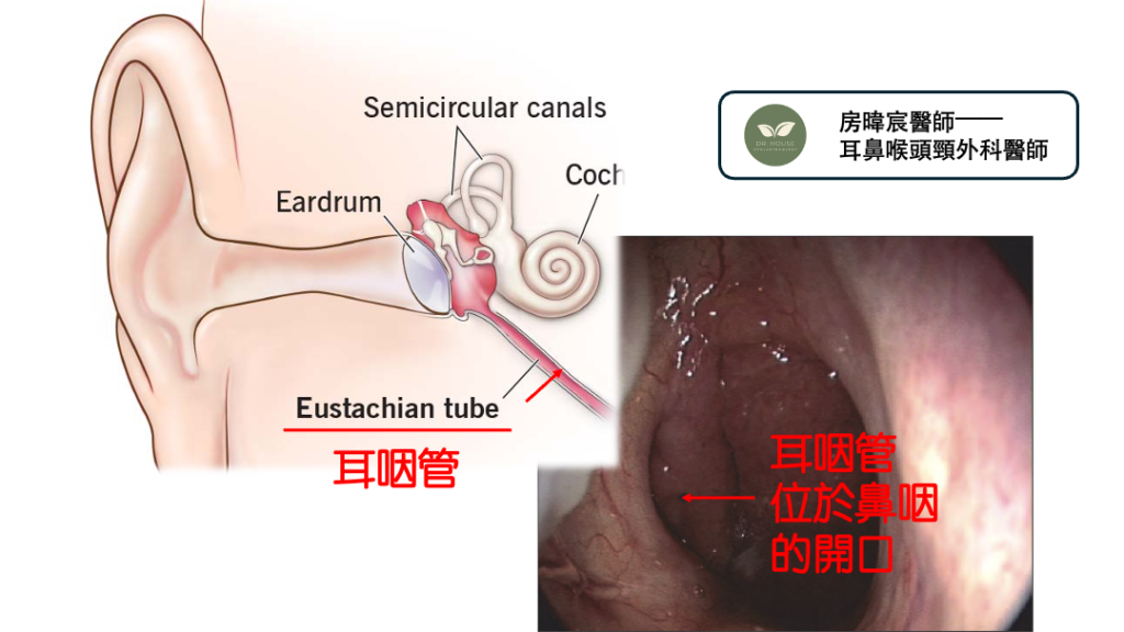 耳咽管的構造